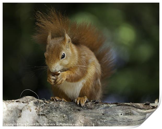 Red Squirrel on Branch Print by Philip Pound