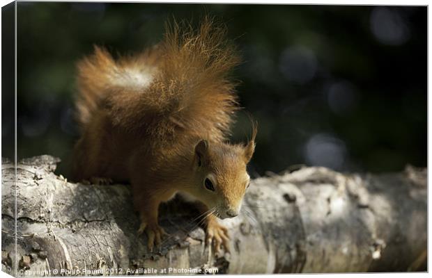 Red Squirrel climbing on branch Canvas Print by Philip Pound