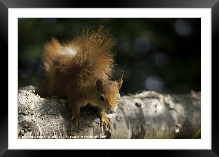 Red Squirrel climbing on branch Framed Mounted Print by Philip Pound
