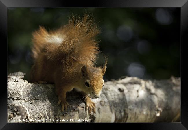 Red Squirrel climbing on branch Framed Print by Philip Pound