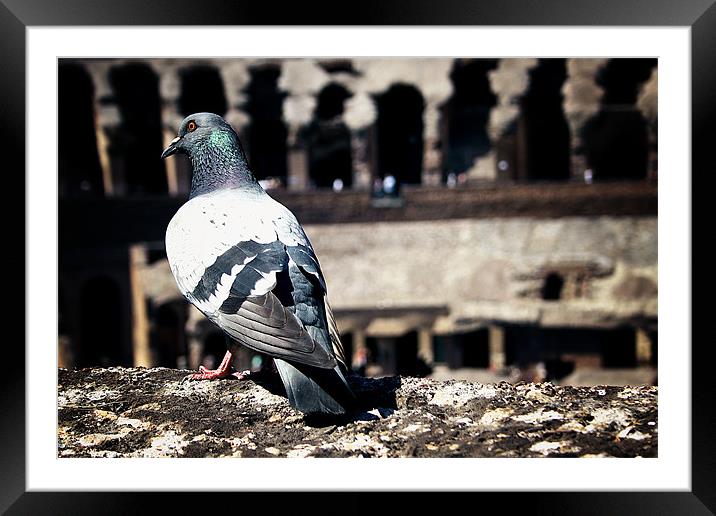 Pigeon Tourist Framed Mounted Print by Spencer Giesbrecht