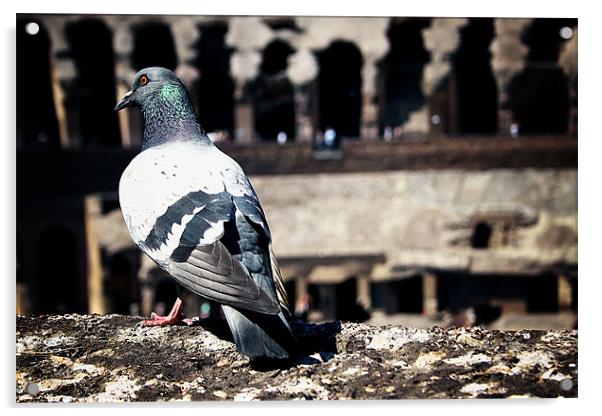 Pigeon Tourist Acrylic by Spencer Giesbrecht