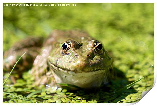 Frog enjoying the Summer Sunshine Print by Steve Hughes