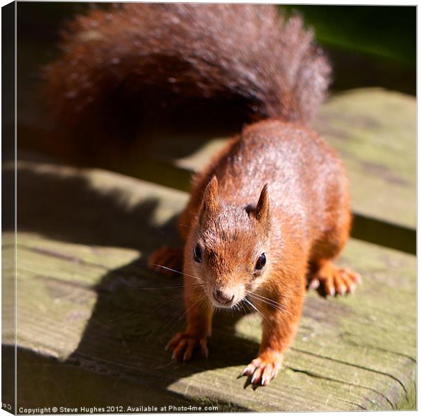 British Red Squirrel Canvas Print by Steve Hughes