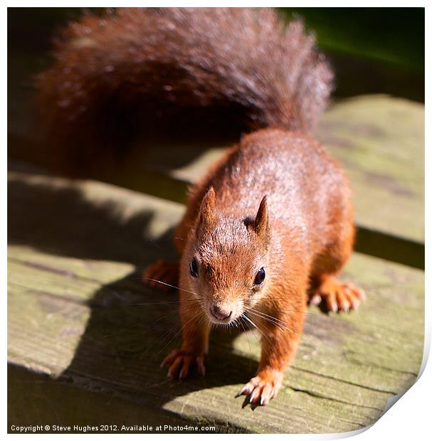 British Red Squirrel Print by Steve Hughes
