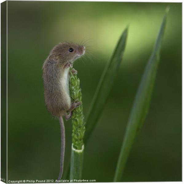 Harvest Mouse On Wheat Stalk Canvas Print by Philip Pound
