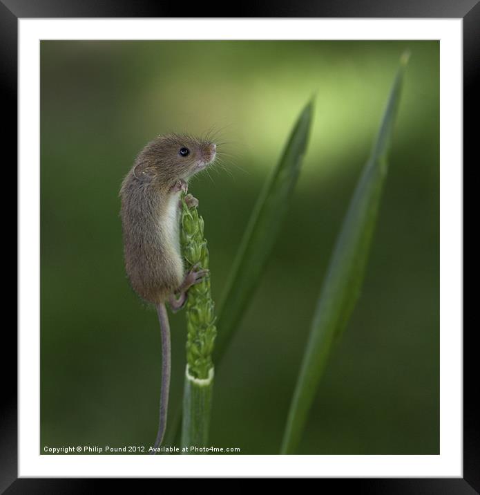 Harvest Mouse On Wheat Stalk Framed Mounted Print by Philip Pound