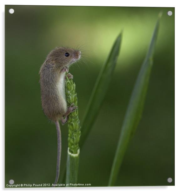 Harvest Mouse On Wheat Stalk Acrylic by Philip Pound