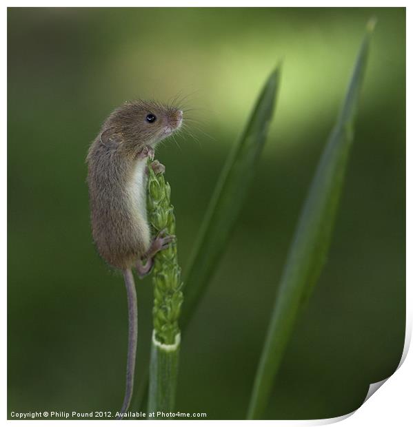 Harvest Mouse On Wheat Stalk Print by Philip Pound