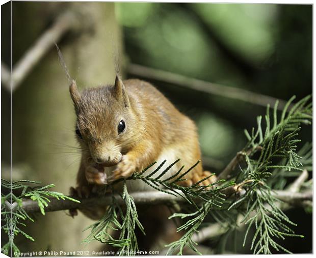 Red Squirrel In Pine Tree Canvas Print by Philip Pound