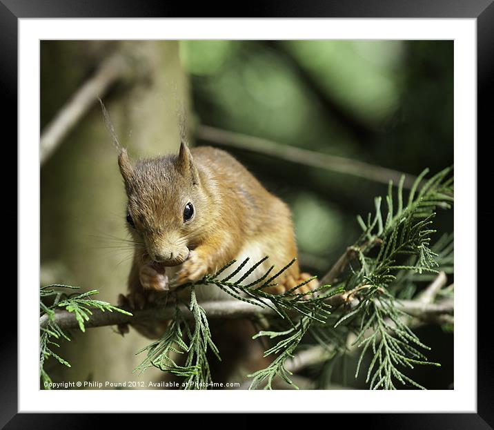Red Squirrel In Pine Tree Framed Mounted Print by Philip Pound
