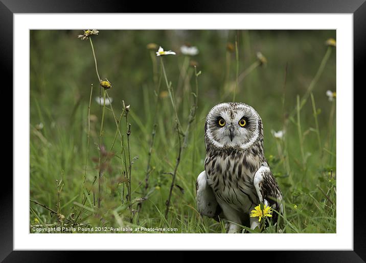 Short Eared Owl Framed Mounted Print by Philip Pound