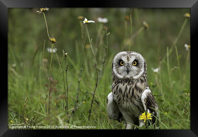 Short Eared Owl Framed Print by Philip Pound