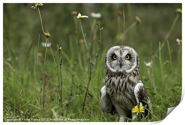 Short Eared Owl Print by Philip Pound