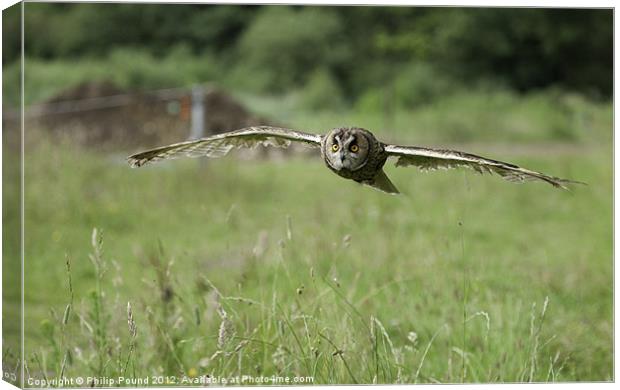 Short Eared Owl In Flight Canvas Print by Philip Pound
