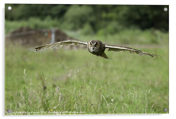 Short Eared Owl In Flight Acrylic by Philip Pound