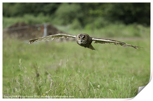 Short Eared Owl In Flight Print by Philip Pound