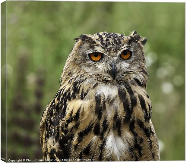Eagle Owl Canvas Print by Philip Pound
