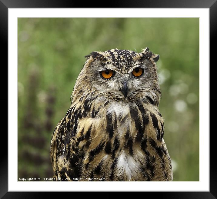 Eagle Owl Framed Mounted Print by Philip Pound