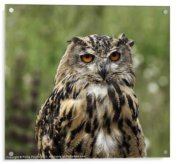 Eagle Owl Acrylic by Philip Pound
