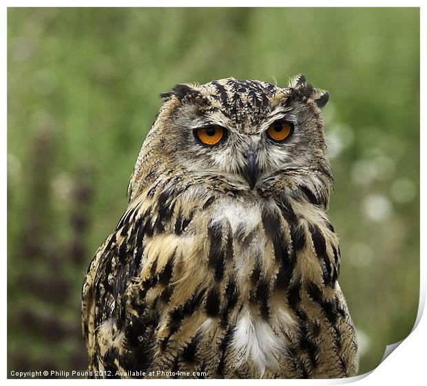 Eagle Owl Print by Philip Pound