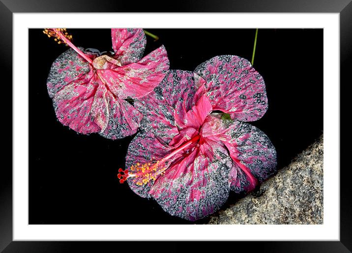 Pink Hibscus on Water Pond Framed Mounted Print by Arfabita  