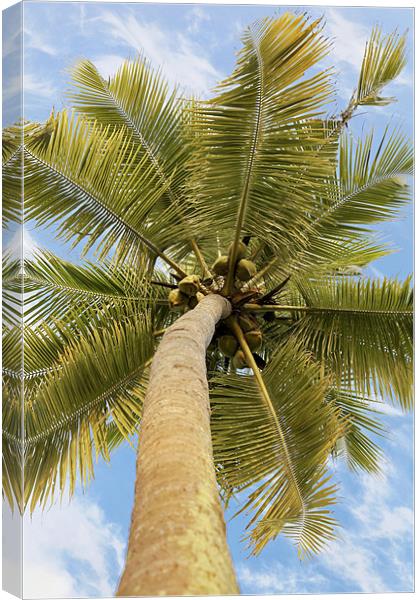 What a lovely bunch of coconuts Canvas Print by Arfabita  