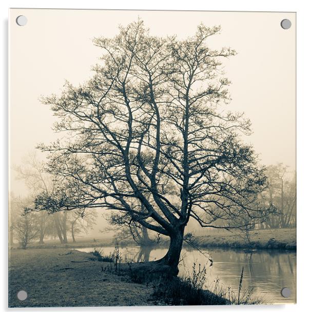 Bakewell tree Acrylic by Richard Evans
