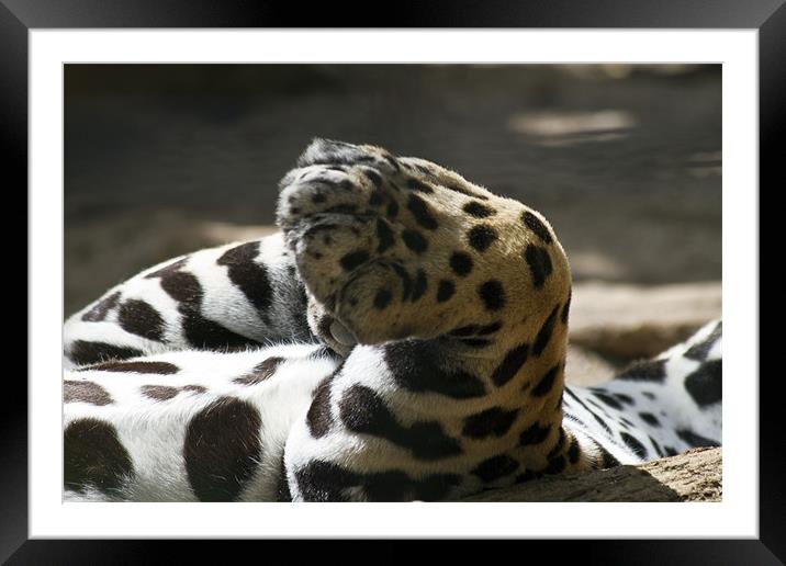 Big Paw Framed Mounted Print by les tobin