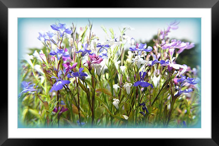 flora Framed Mounted Print by sue davies