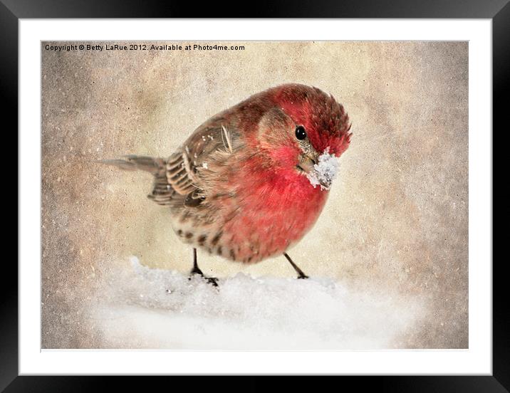 House Finch in Snow Framed Mounted Print by Betty LaRue