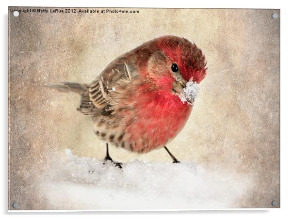 House Finch in Snow Acrylic by Betty LaRue