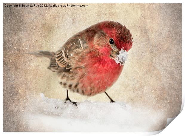 House Finch in Snow Print by Betty LaRue