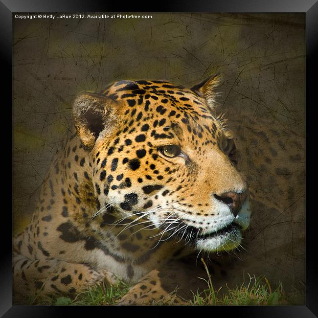 Leopard Intensity Framed Print by Betty LaRue