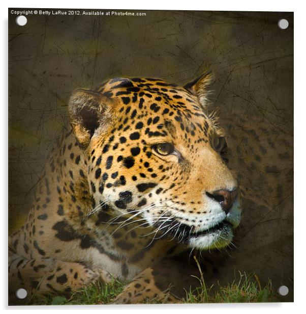 Leopard Intensity Acrylic by Betty LaRue