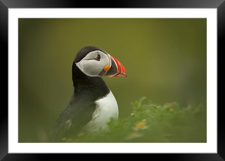 Atlantic Puffin Framed Mounted Print by Natures' Canvas: Wall Art  & Prints by Andy Astbury