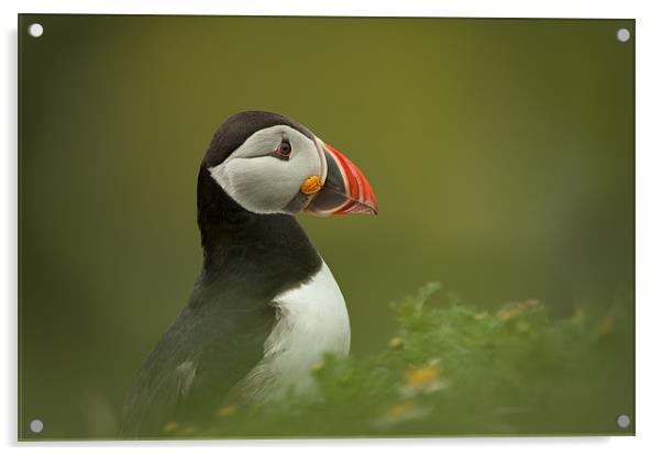 Atlantic Puffin Acrylic by Natures' Canvas: Wall Art  & Prints by Andy Astbury