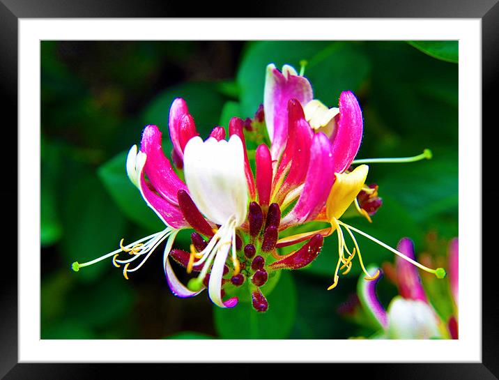 honeysuckle Framed Mounted Print by sue davies
