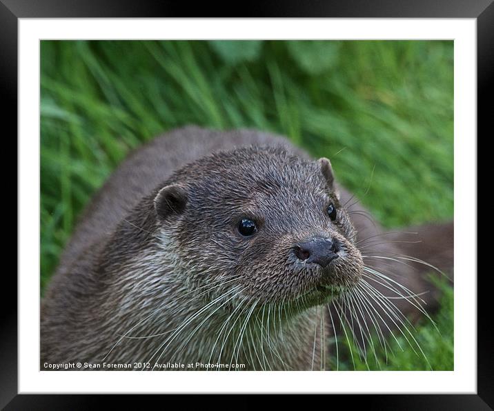 European Otter (Lutra lutra) Framed Mounted Print by Sean Foreman