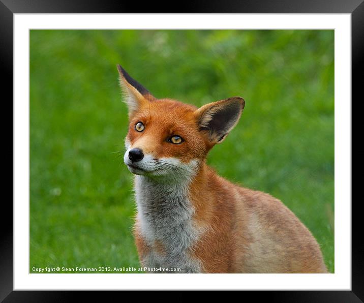 Red Fox (Vulpes Vulpes) Framed Mounted Print by Sean Foreman