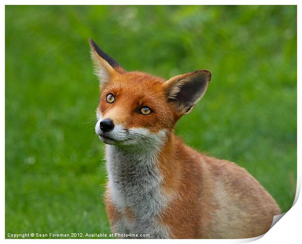 Red Fox (Vulpes Vulpes) Print by Sean Foreman
