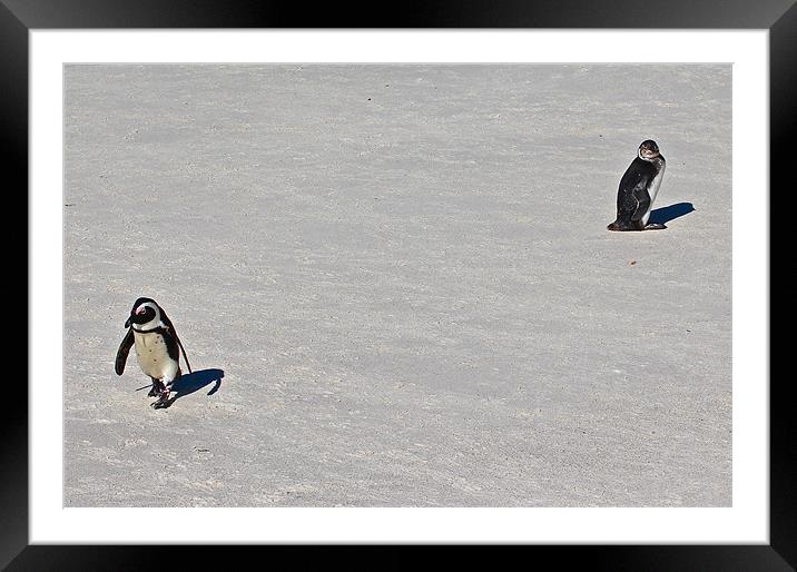 Penguin Disagreement Framed Mounted Print by Ed Pettitt