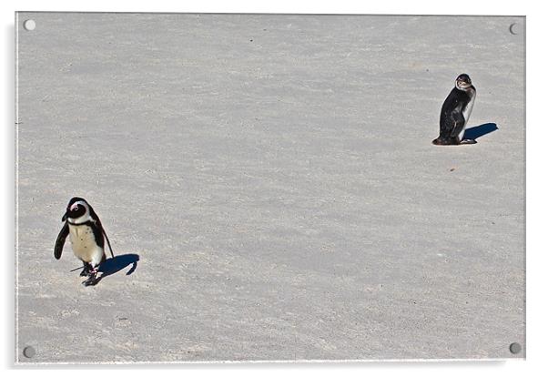 Penguin Disagreement Acrylic by Ed Pettitt