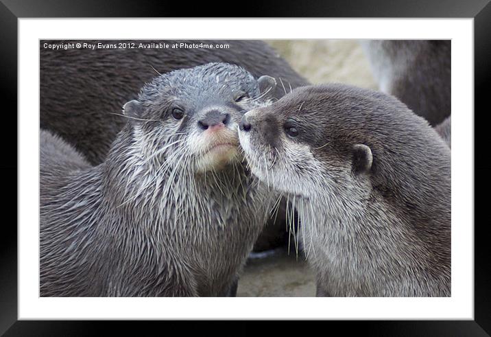 Kissing Otters Framed Mounted Print by Roy Evans