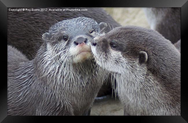 Kissing Otters Framed Print by Roy Evans