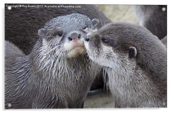 Kissing Otters Acrylic by Roy Evans