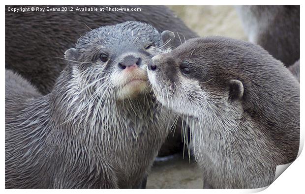 Kissing Otters Print by Roy Evans