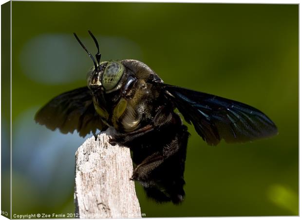 Carpenter Bee Canvas Print by Zoe Ferrie