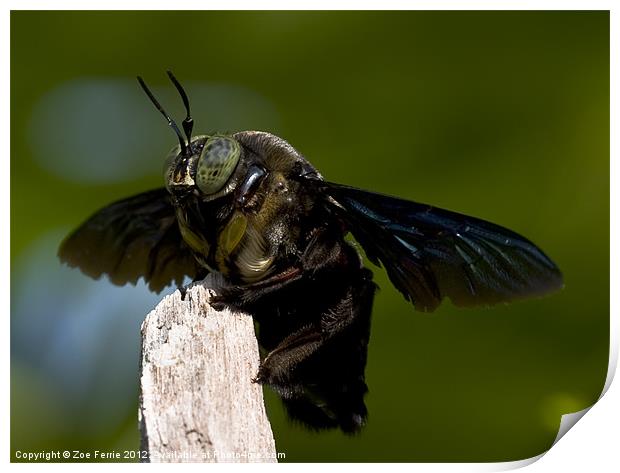 Carpenter Bee Print by Zoe Ferrie