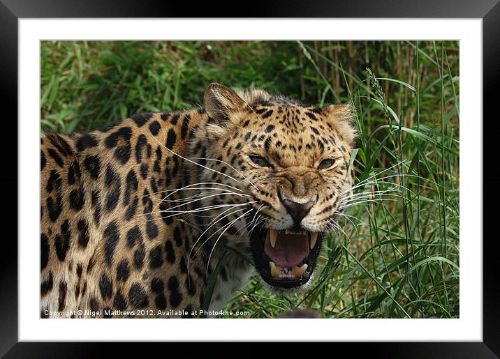 Leopard snarling Framed Mounted Print by Nigel Matthews